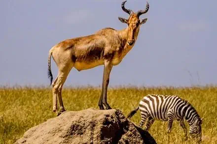 EXIMdiscovery: Afrykańska Odyseja – Mombasa, Mara, Naivasha