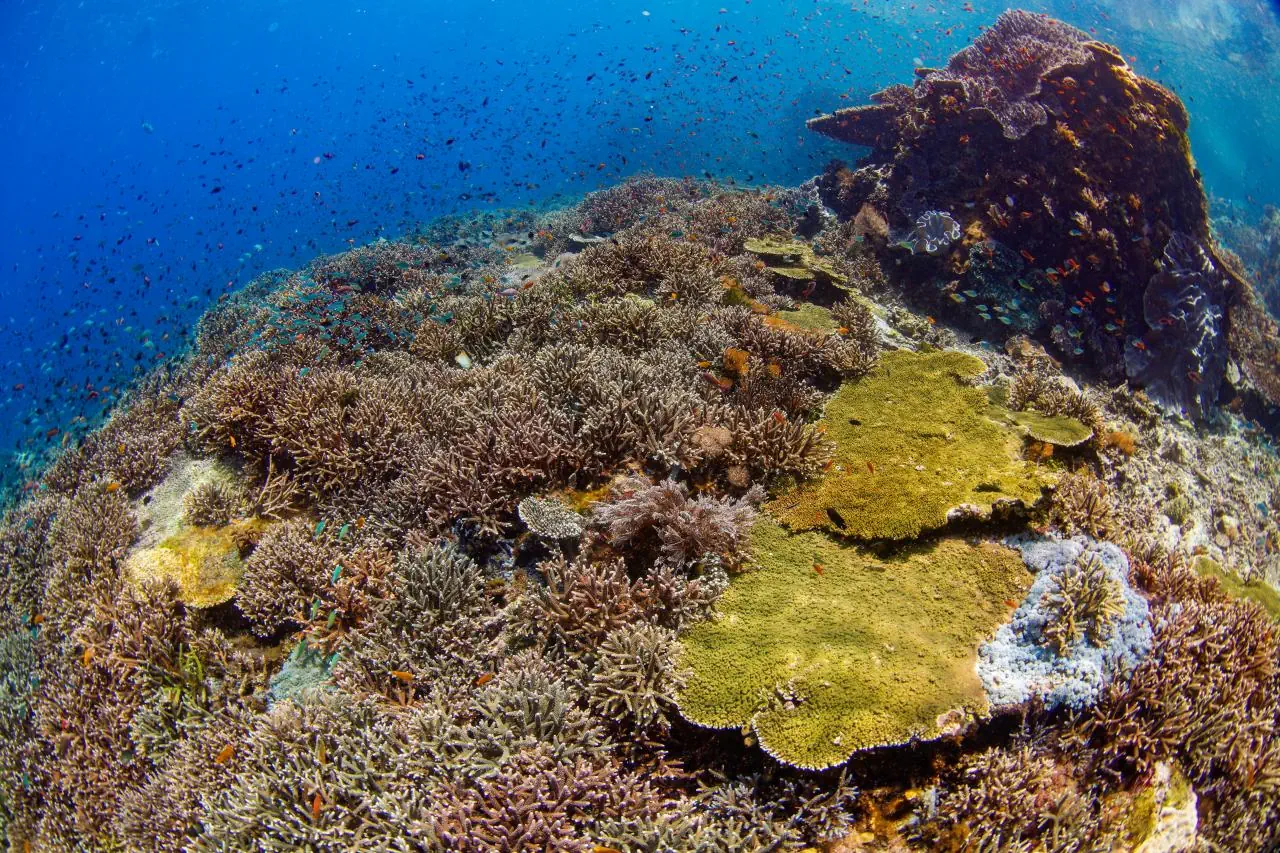 EXIMdiscovery – Bali i Flores: Smoki, plaże i tropikalna przygoda