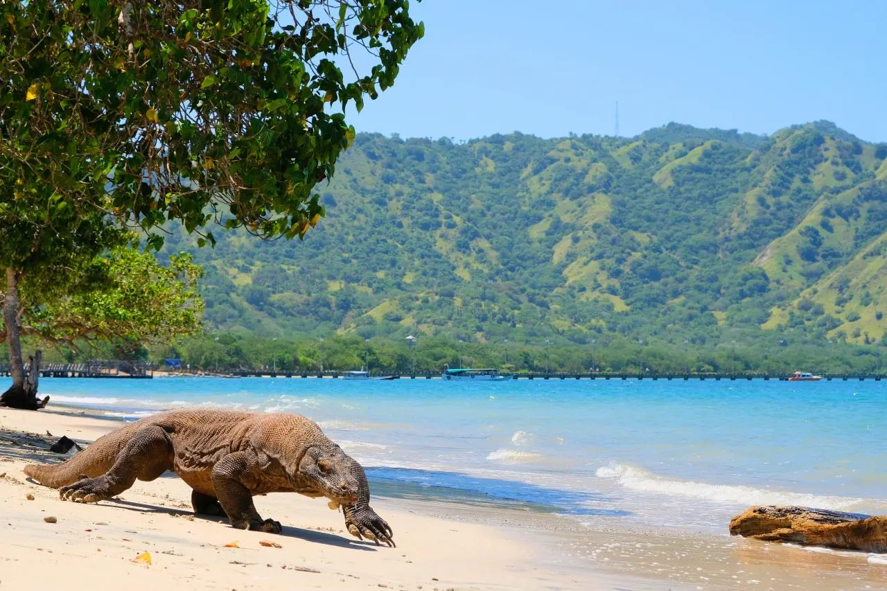 EXIMdiscovery – Bali i Flores: Smoki, plaże i tropikalna przygoda