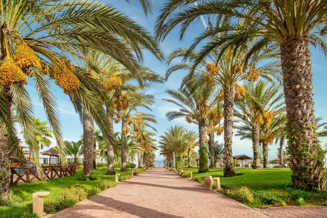 Palm Azur