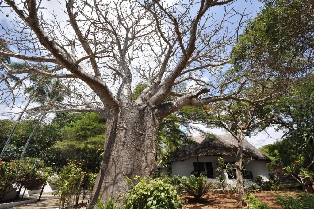 Baobab Sea Lodge - zdjęcie 15