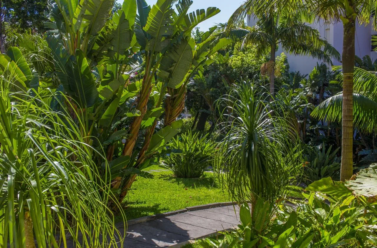 Dorisol Buganvilia (Funchal) - zdjęcie 11