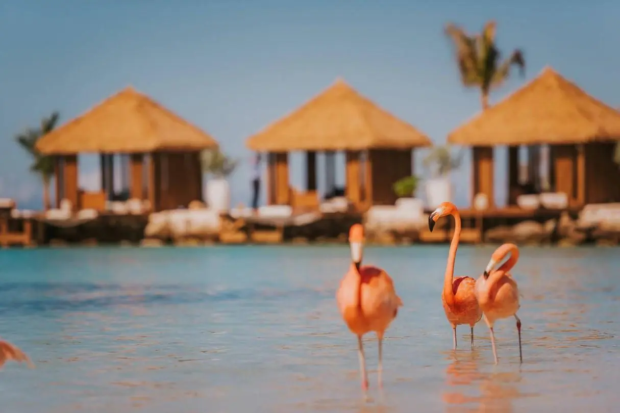 Renaissance Wind Creek Aruba Resort - zdjęcie 7