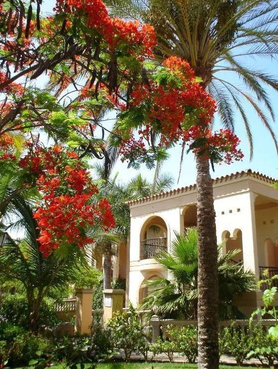 HOTEL Palm Oasis Maspalomas