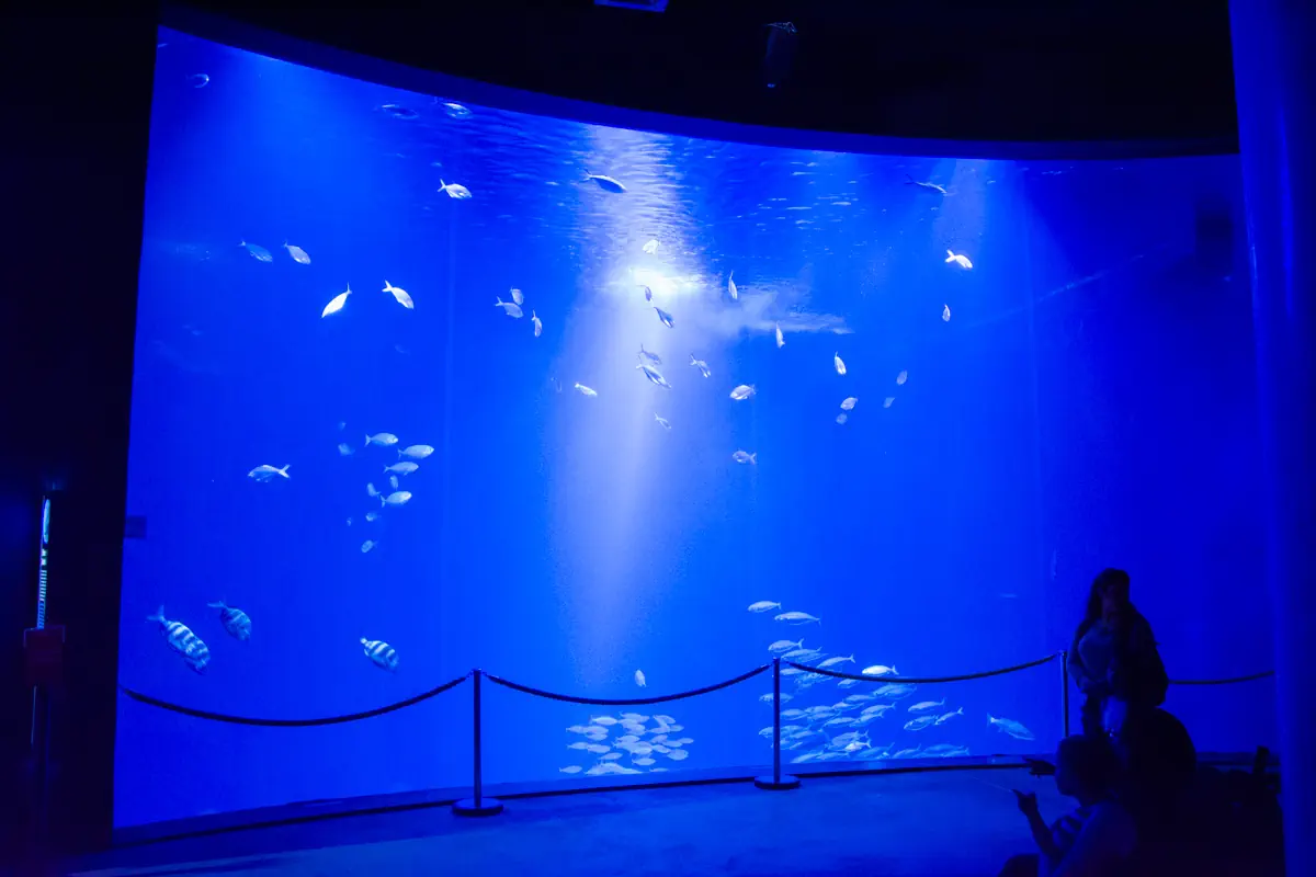 Ozeaneum Stralsund - sekrety morskich głebin - zdjęcie 6