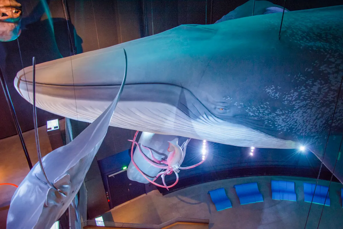 Ozeaneum Stralsund - sekrety morskich głebin - zdjęcie 8