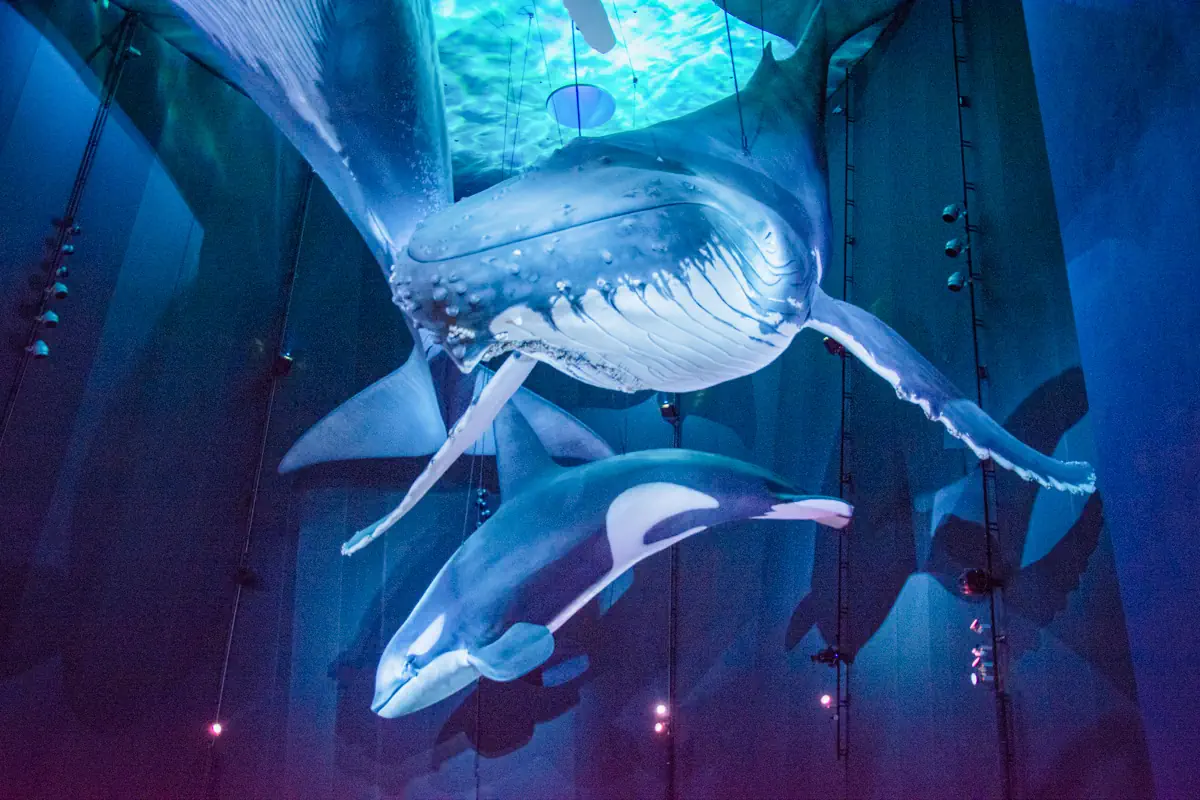 Ozeaneum Stralsund - sekrety morskich głebin - zdjęcie 9