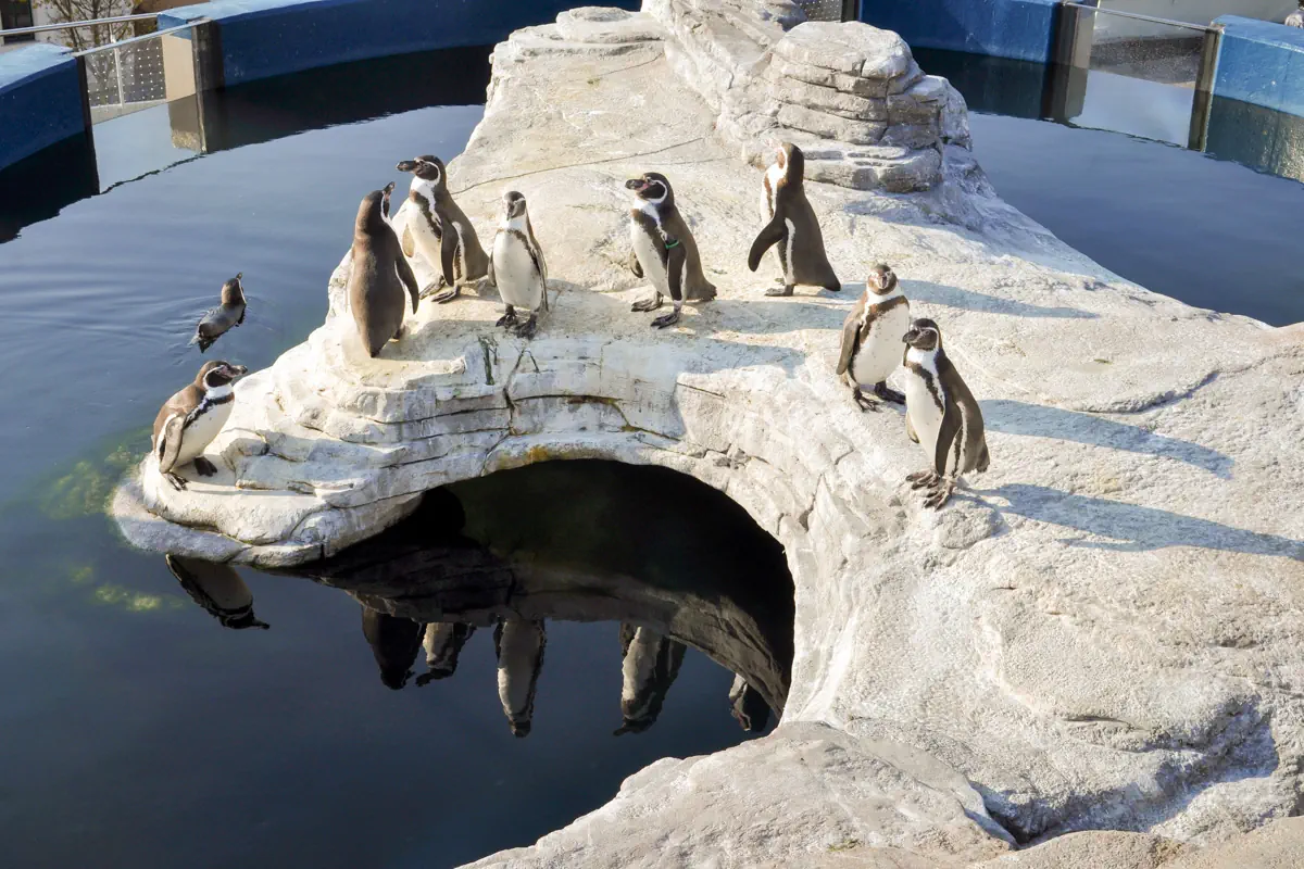 Ozeaneum Stralsund - sekrety morskich głebin - zdjęcie 3