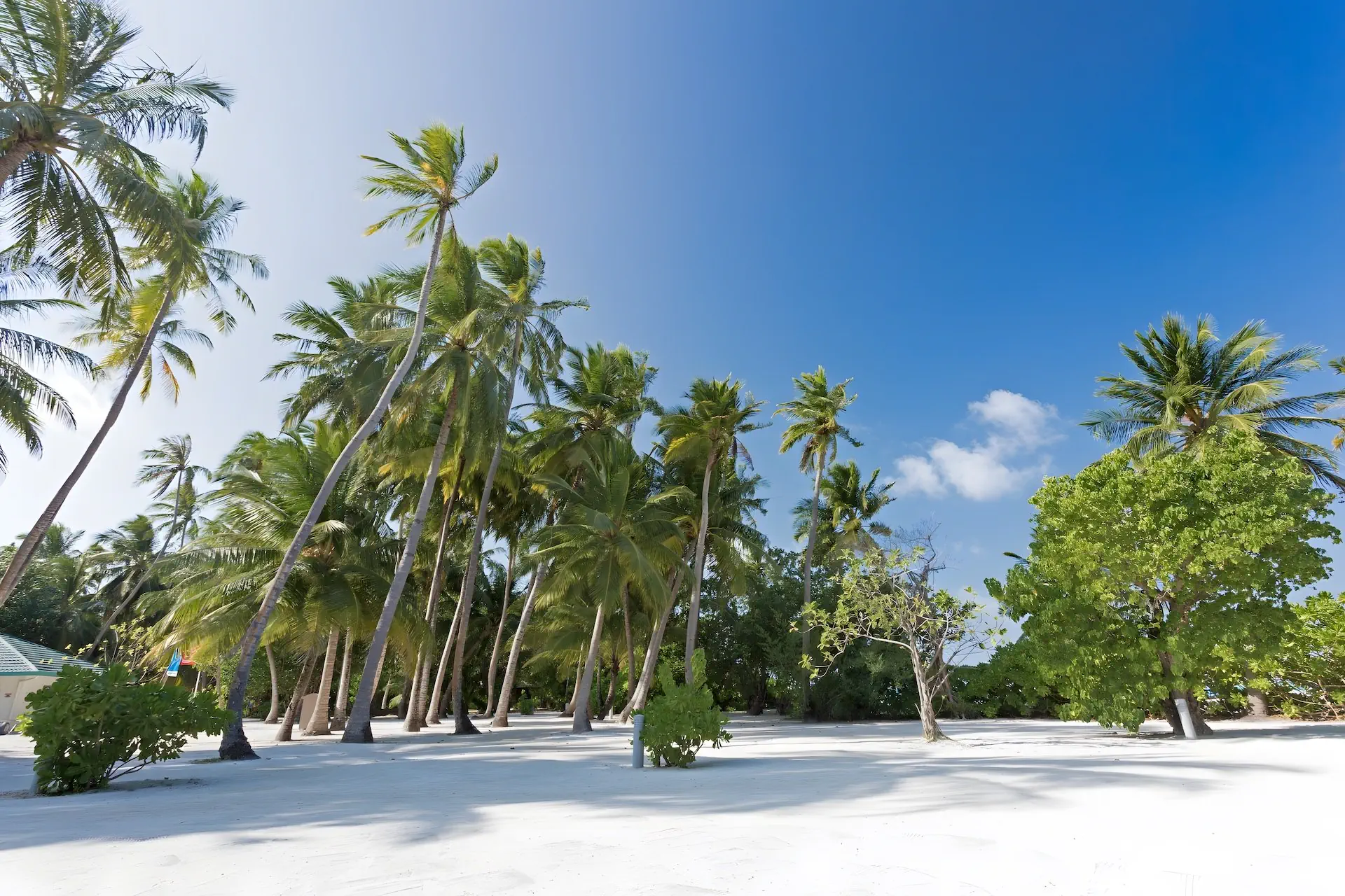 Meeru Island Resort - zdjęcie 26