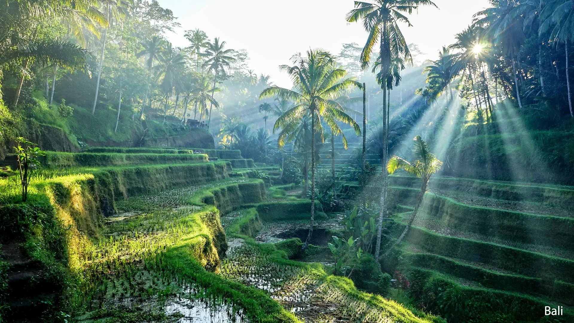 Wakacje Pod Palmami! Jawa I Bali - zdjęcie 7