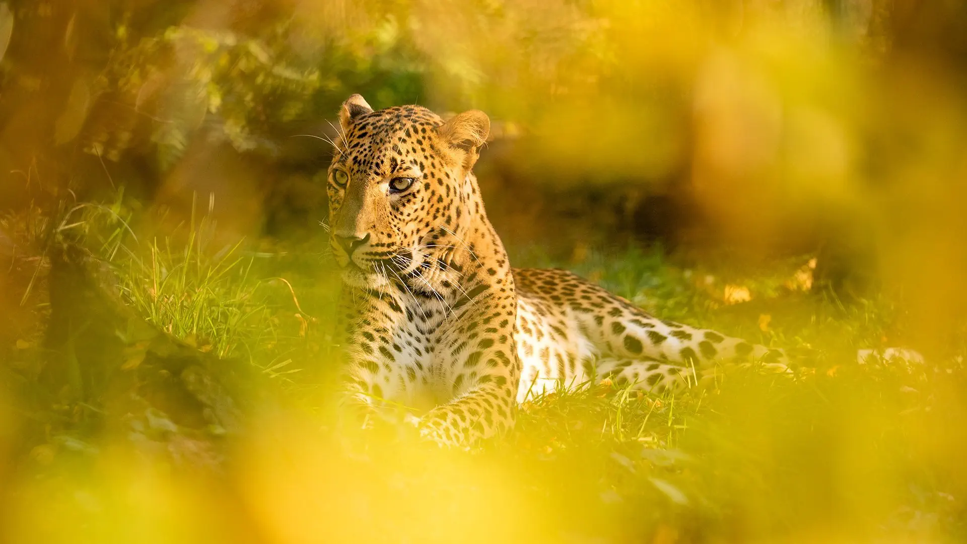 Kameralna Podróż - Sri Lanka - zdjęcie 6