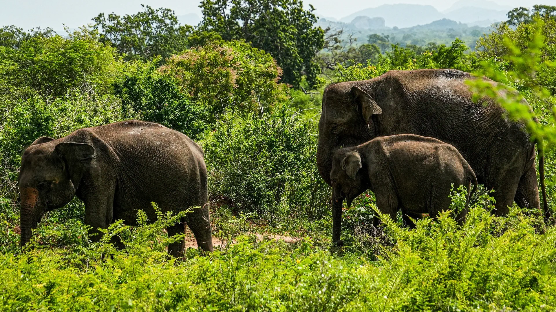 Kameralna Podróż - Sri Lanka - zdjęcie 8