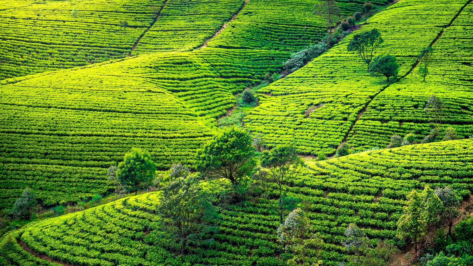 Herbaciana Sri Lanka - zdjęcie 7