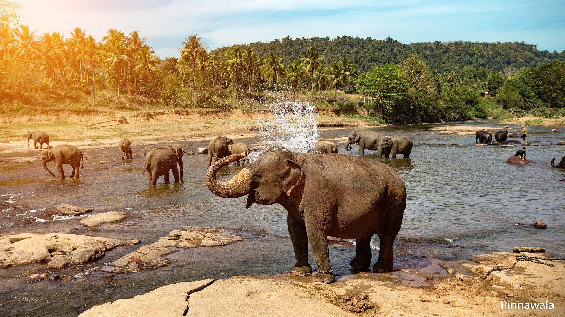 Herbaciana Sri Lanka - zdjęcie 11
