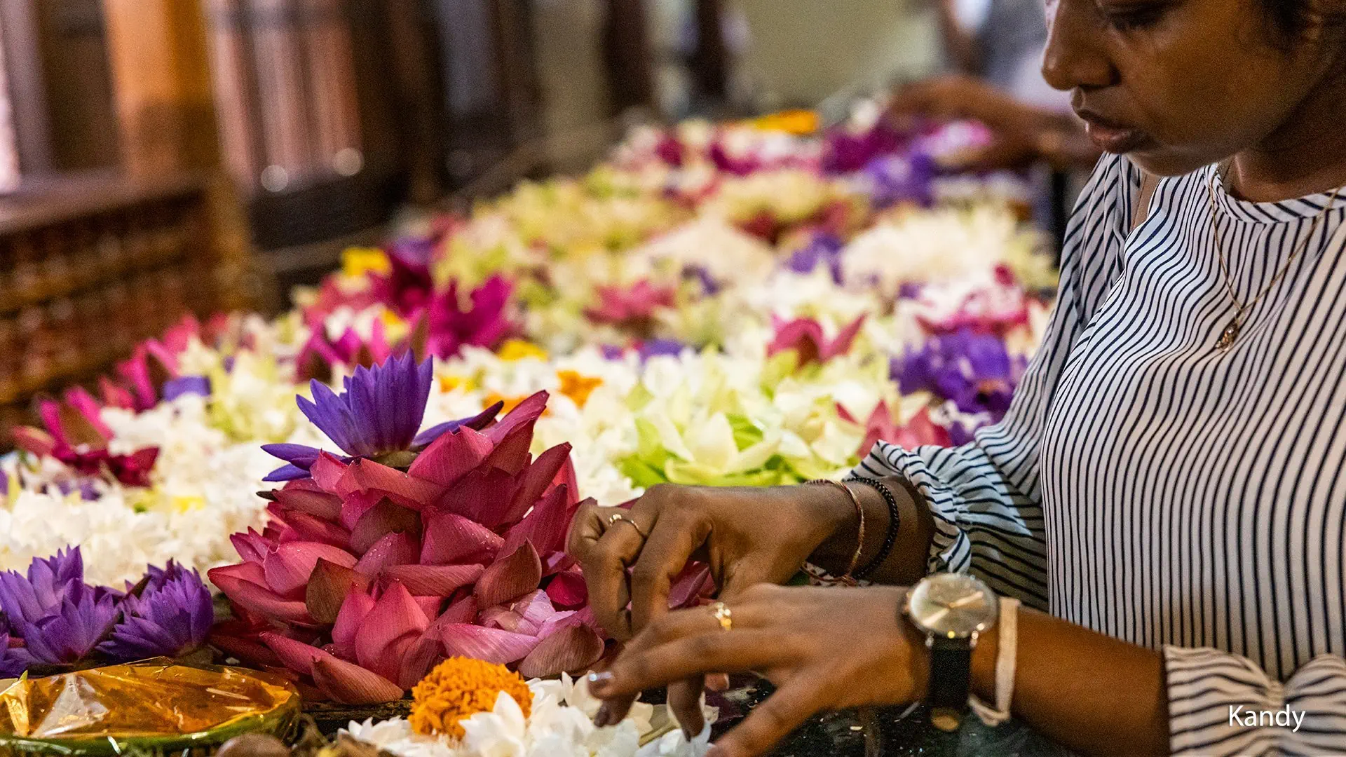 Herbaciane Tygrysy - zdjęcie 29