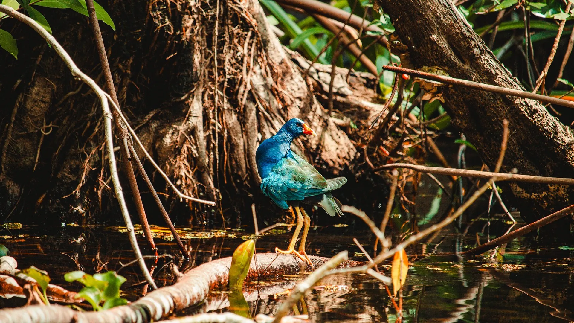 Cuatro Amigos! Meksyk, Gwatemala, Honduras i Belize - zdjęcie 27