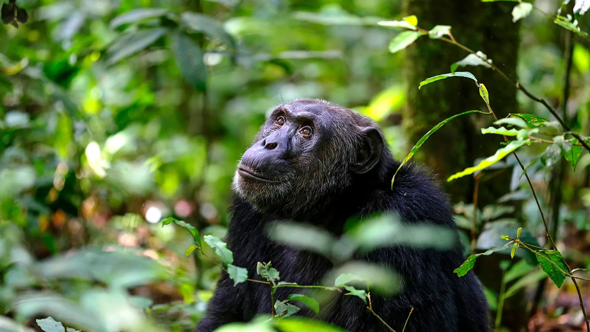 Perły Wschodniej Afryki: w Ugandzie i Rwandzie - zdjęcie 5