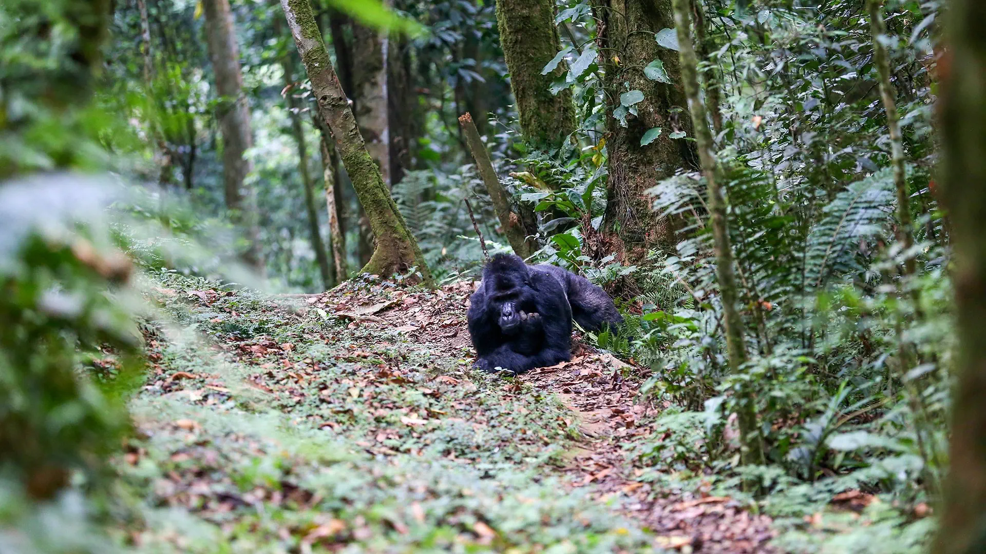 Perły Wschodniej Afryki: w Ugandzie i Rwandzie - zdjęcie 14