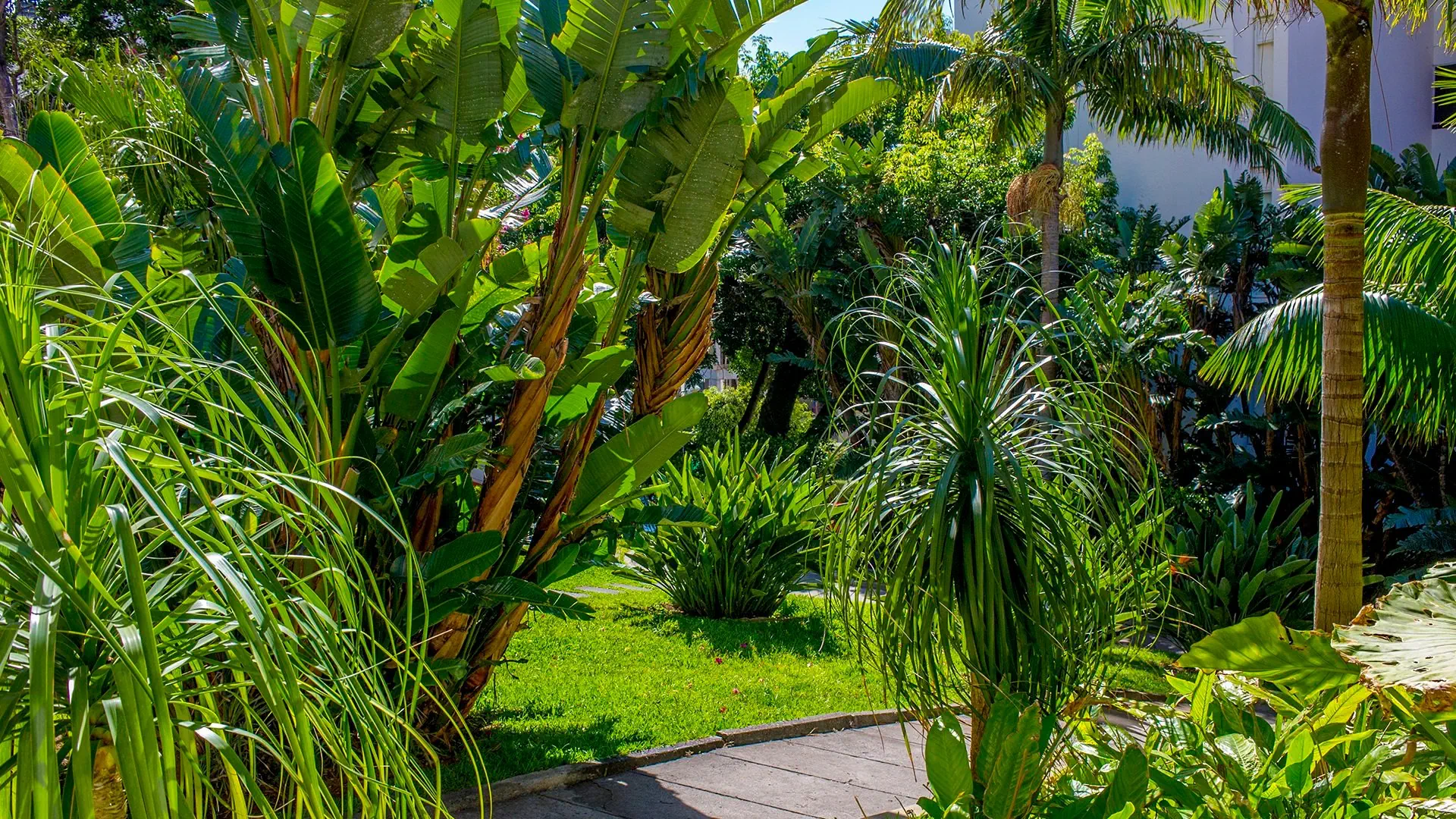 Hotel Dorisol Buganvilia