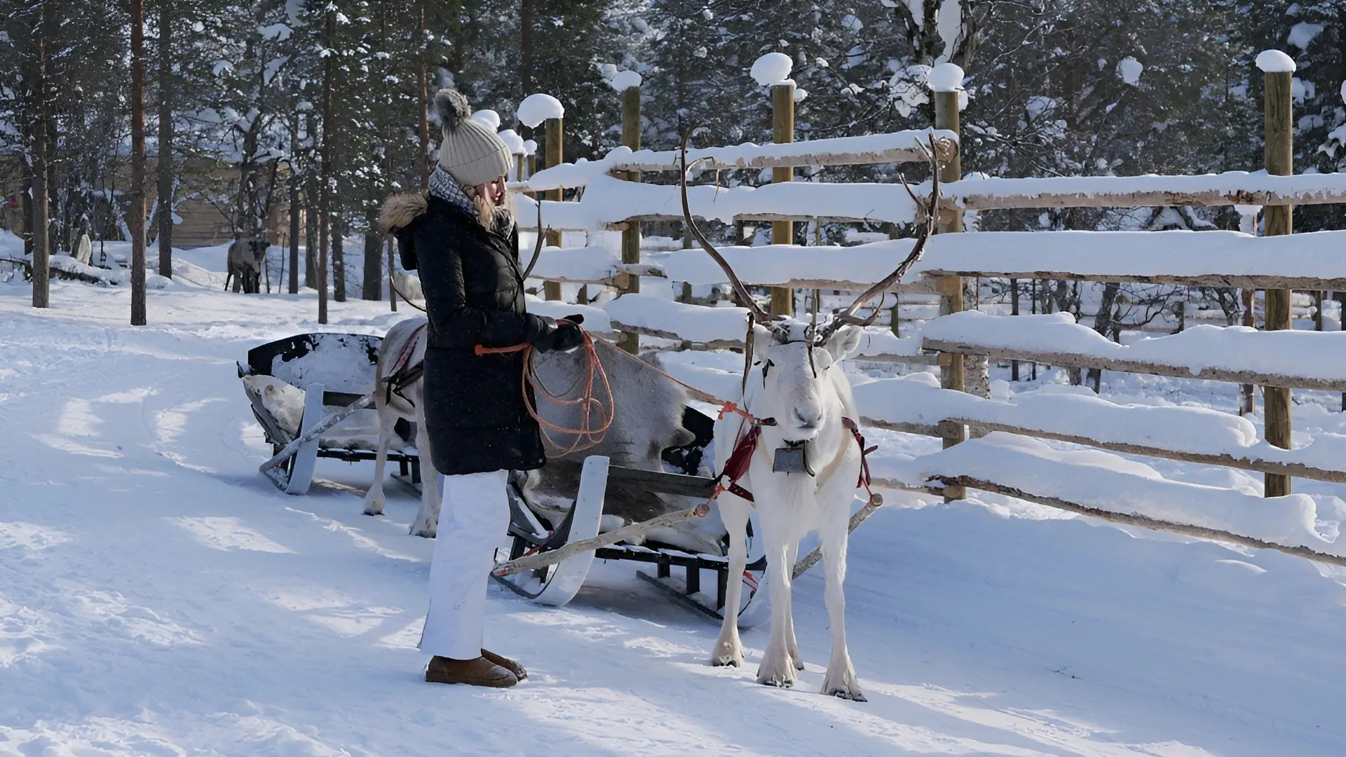 Northern Lights Village Levi (Laponia)