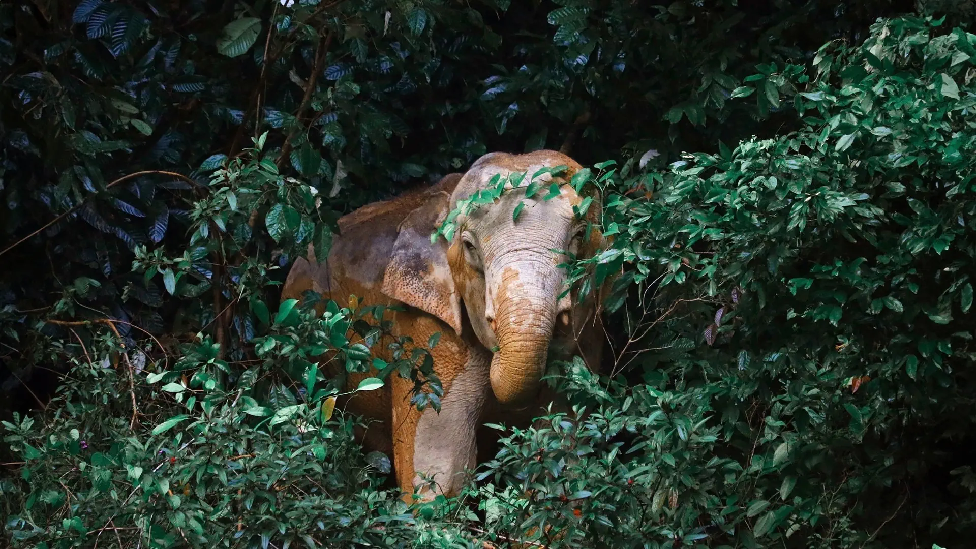 Tajski Raj: Krabi - Khao Lak - Phuket - zdjęcie 3