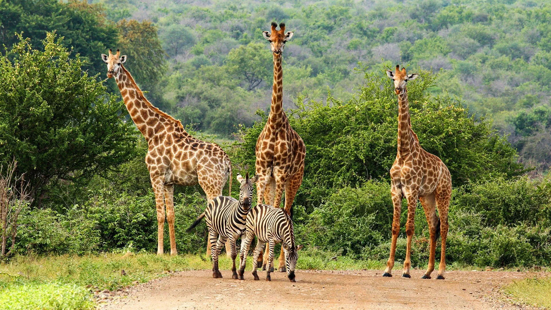 Safari z Wielką Piątką - zdjęcie 5