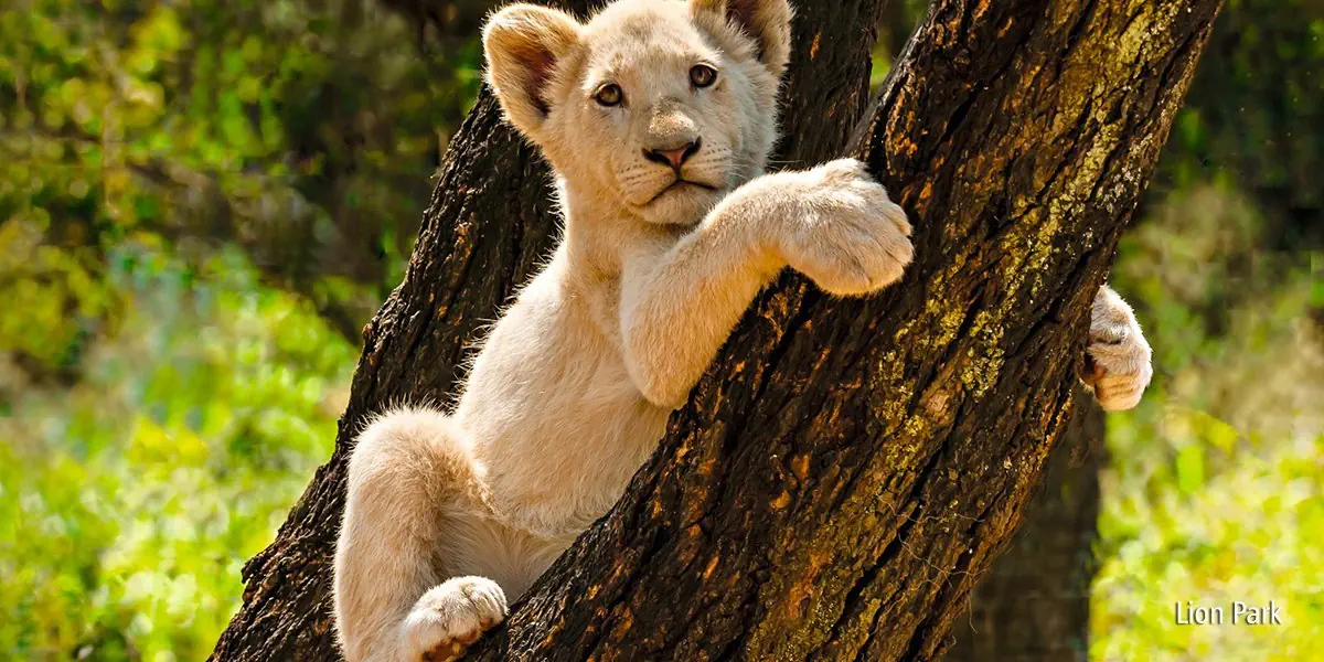 Safari z Wielką Piątką - zdjęcie 3