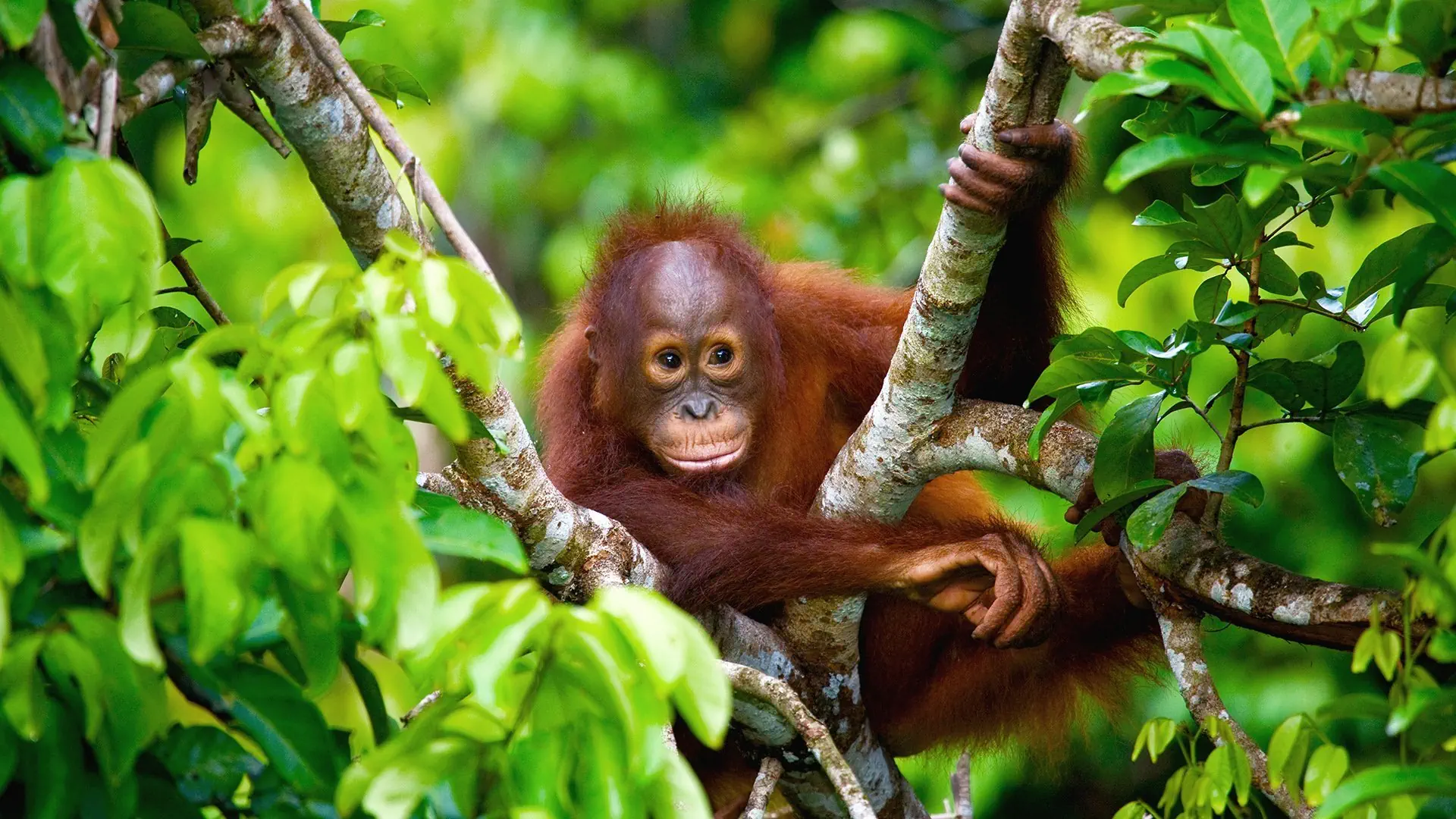 W Sercu Natury: Langkawi i Borneo - zdjęcie 3