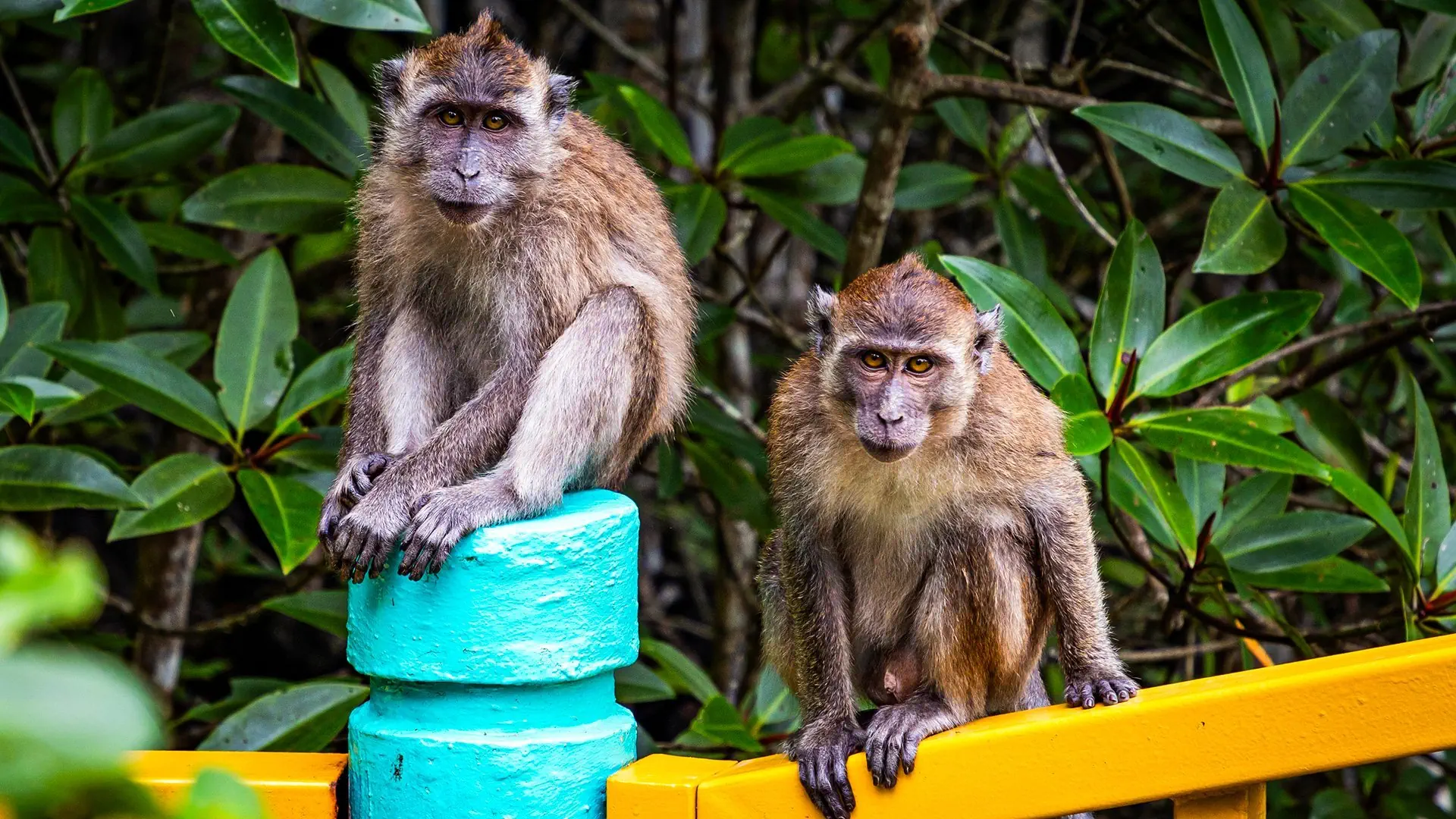 Langkawi i Koh Lipe - Tropikalny Raj - zdjęcie 7