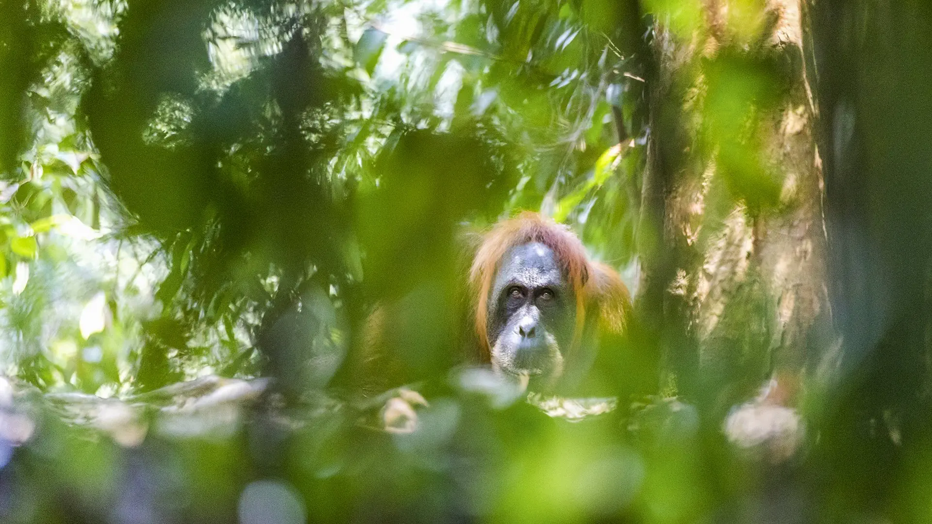 Z Langkawi Na Spotkanie Z Dziką Sumatrą - zdjęcie 3