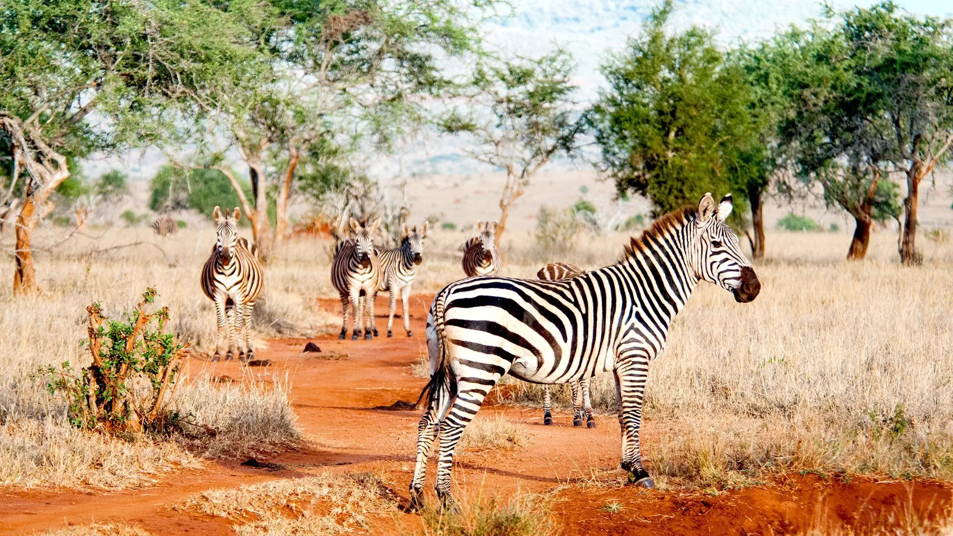 Safari Express + Travellers Beach Hotel & Club - zdjęcie 5