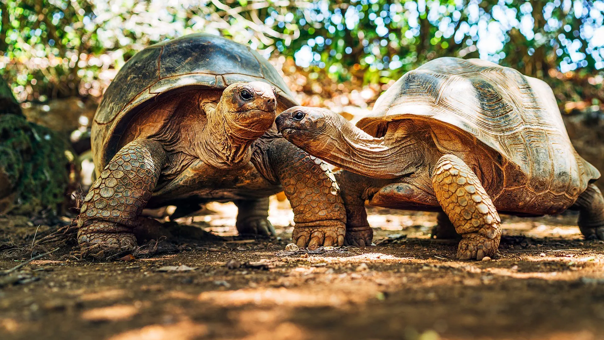 Mauritius: Siedem Kolorów Raju - zdjęcie 12