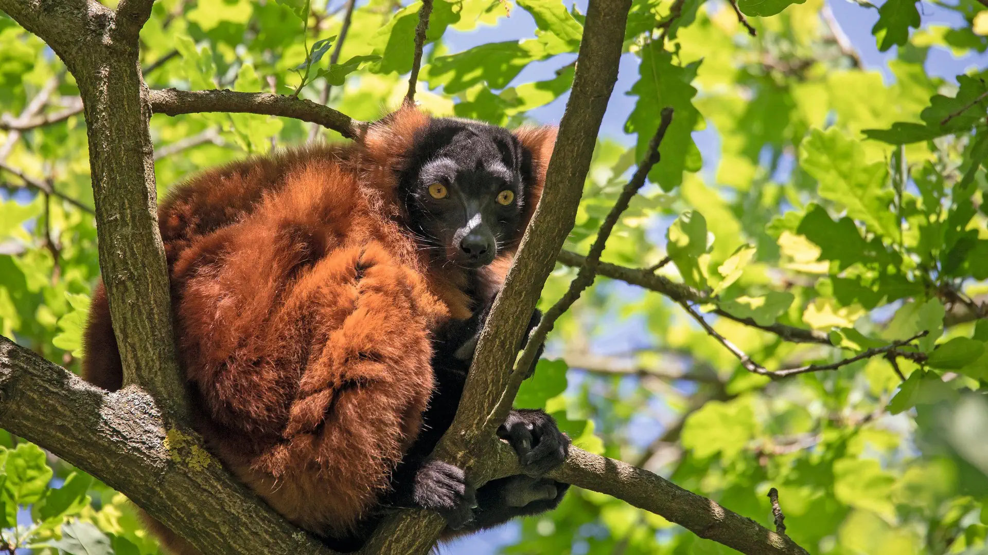 Z wizytą u Lemurów - zdjęcie 12