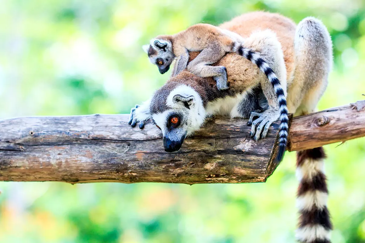 Z wizytą u Lemurów - zdjęcie 15
