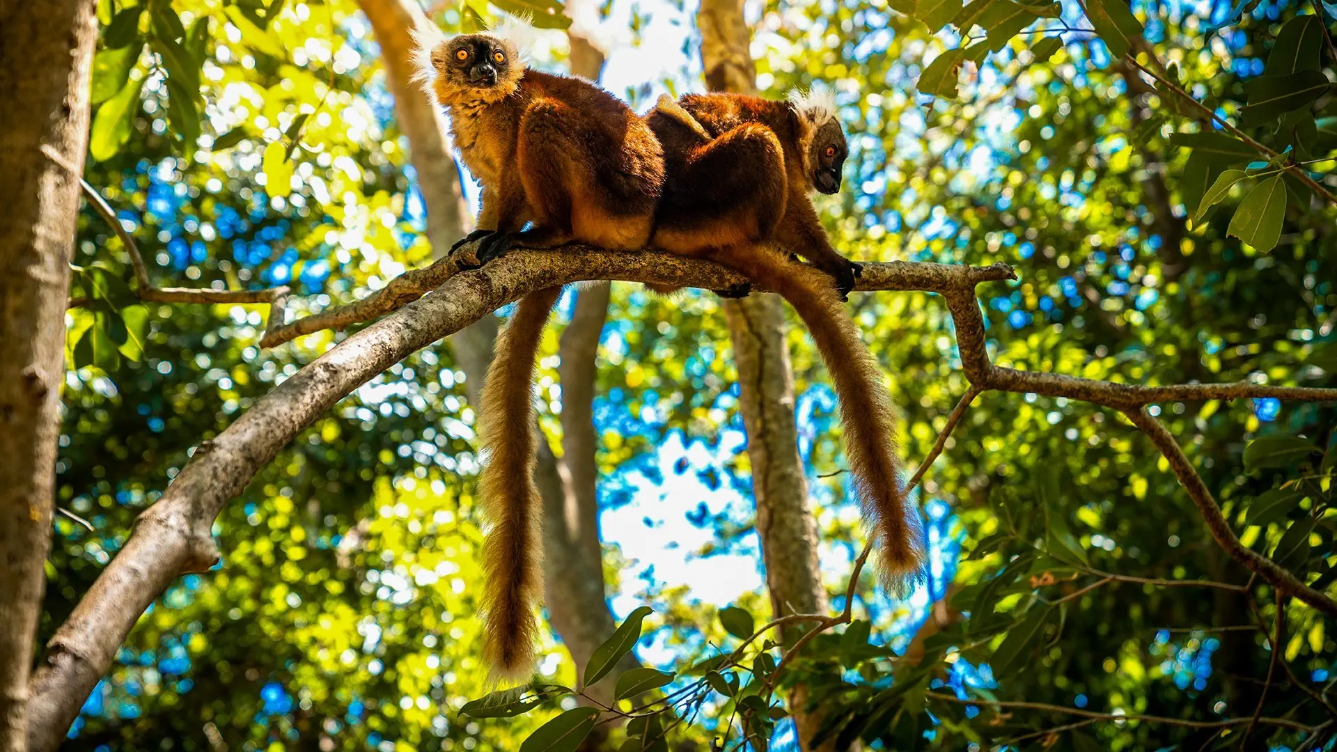 Ahoj Madagaskar! - zdjęcie 7