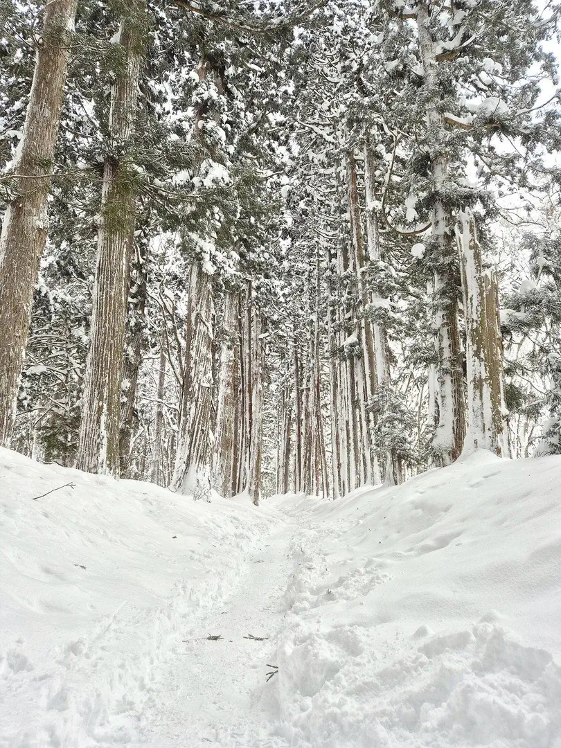 Ski Safari - Narty w Japonii - zdjęcie 12