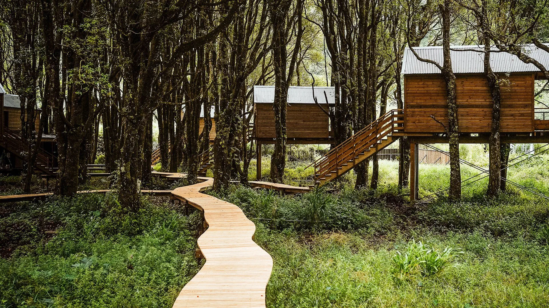 Kanopea Forest Lodge - zdjęcie 2