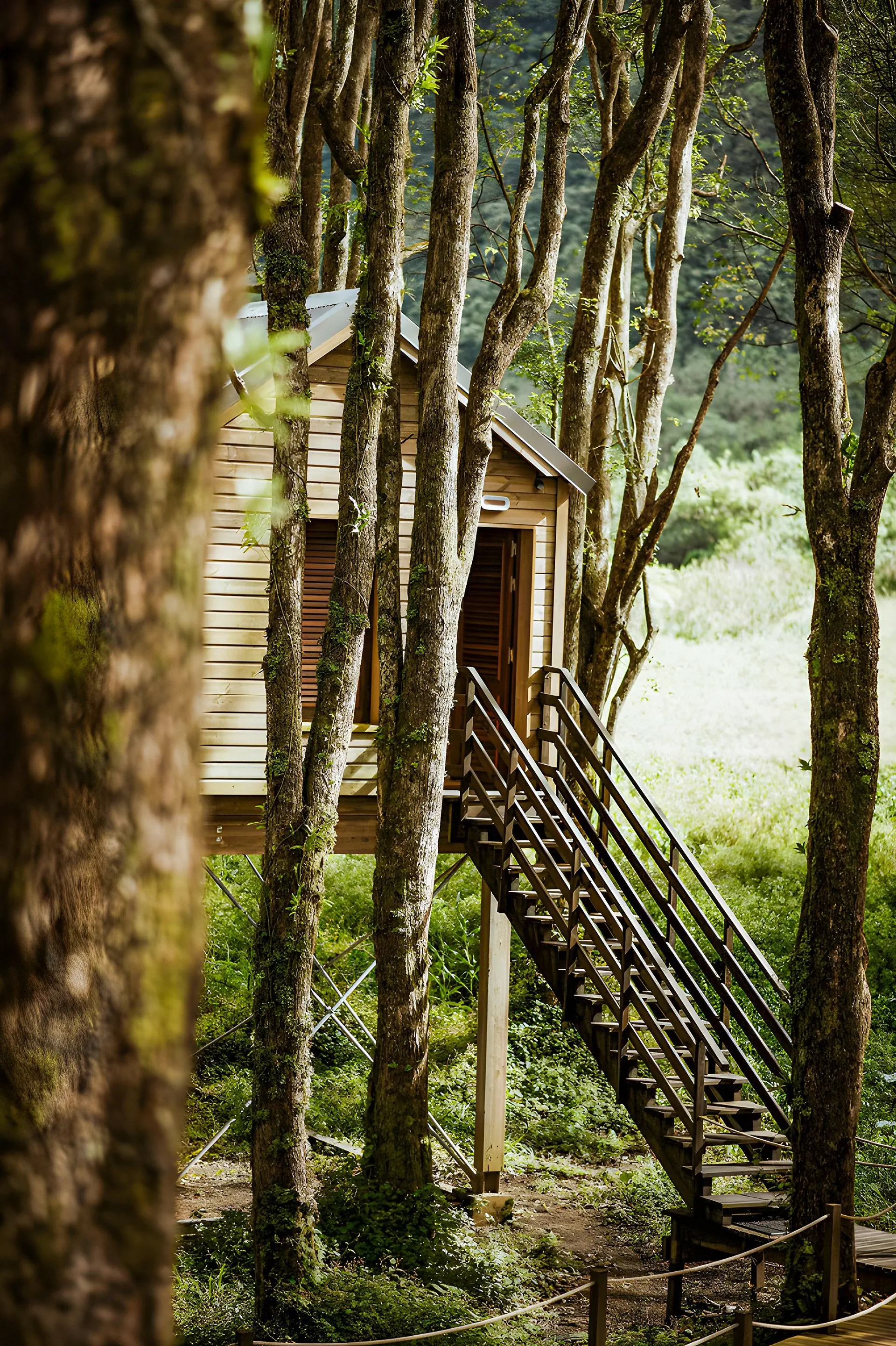 Kanopea Forest Lodge - zdjęcie 11