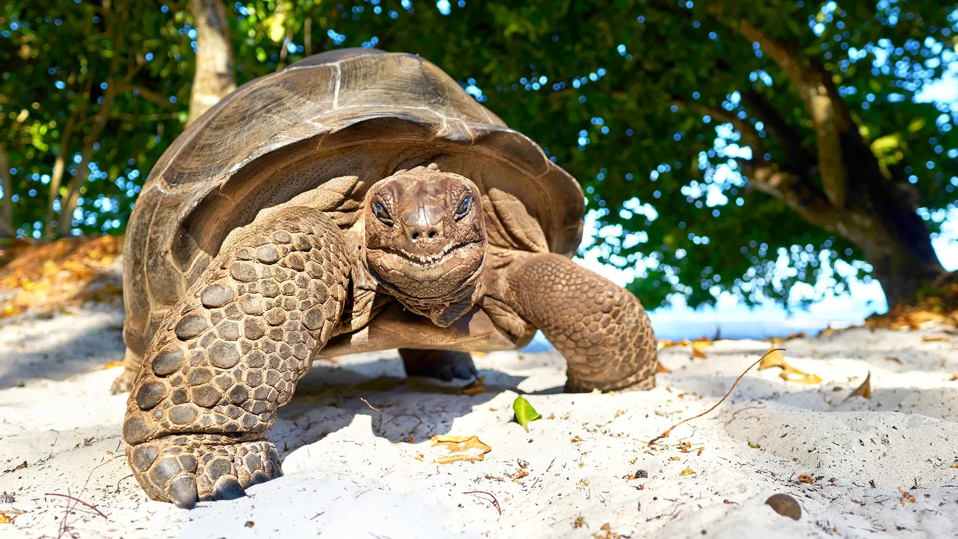 Wakacje Pod Palmami! Seszele - zdjęcie 6