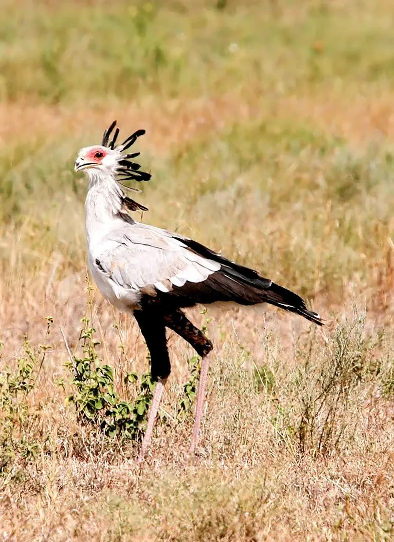 Namibia, Botswana i nad Zambezi - zdjęcie 31