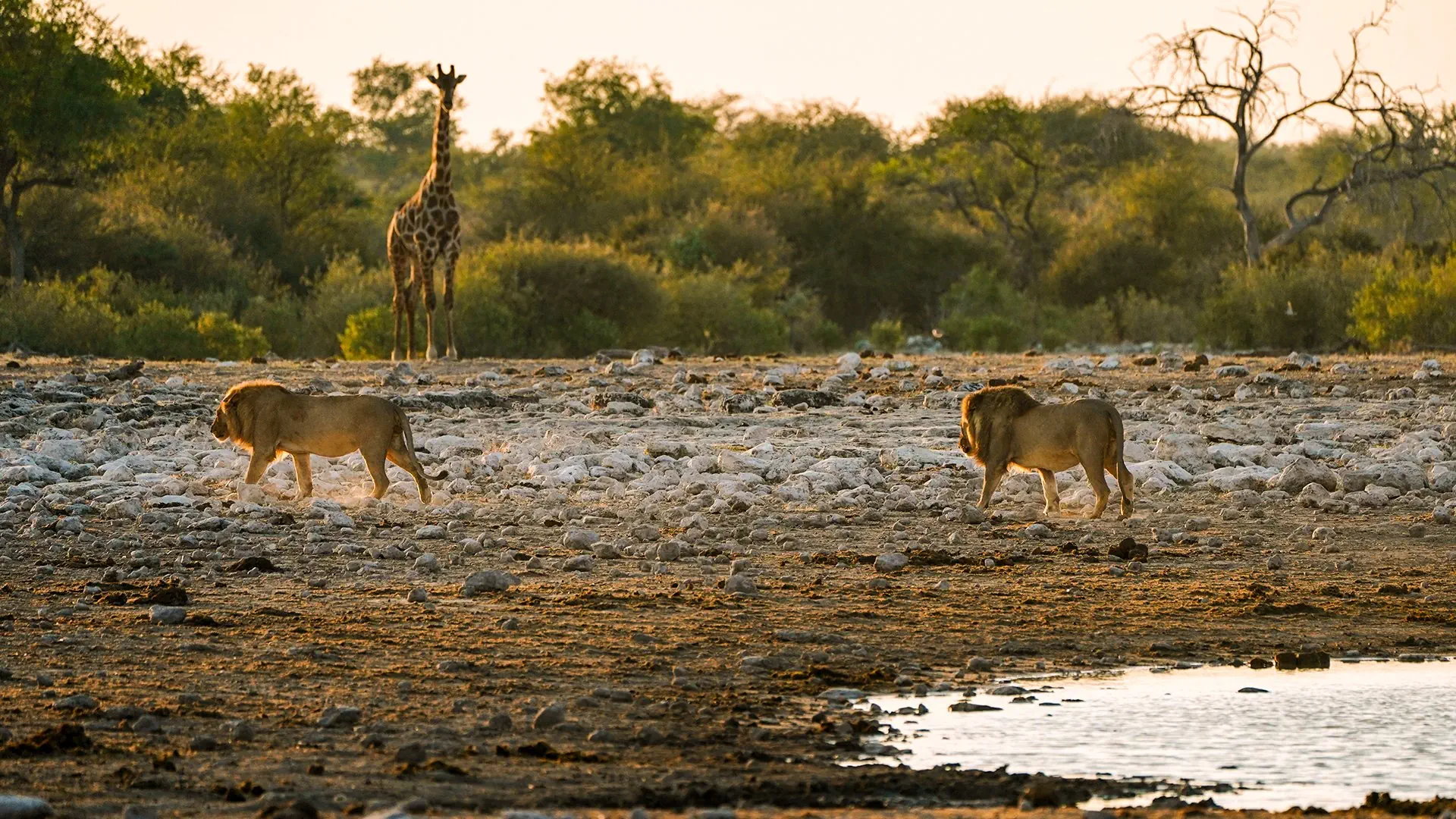 Namibia, Botswana i nad Zambezi - zdjęcie 5
