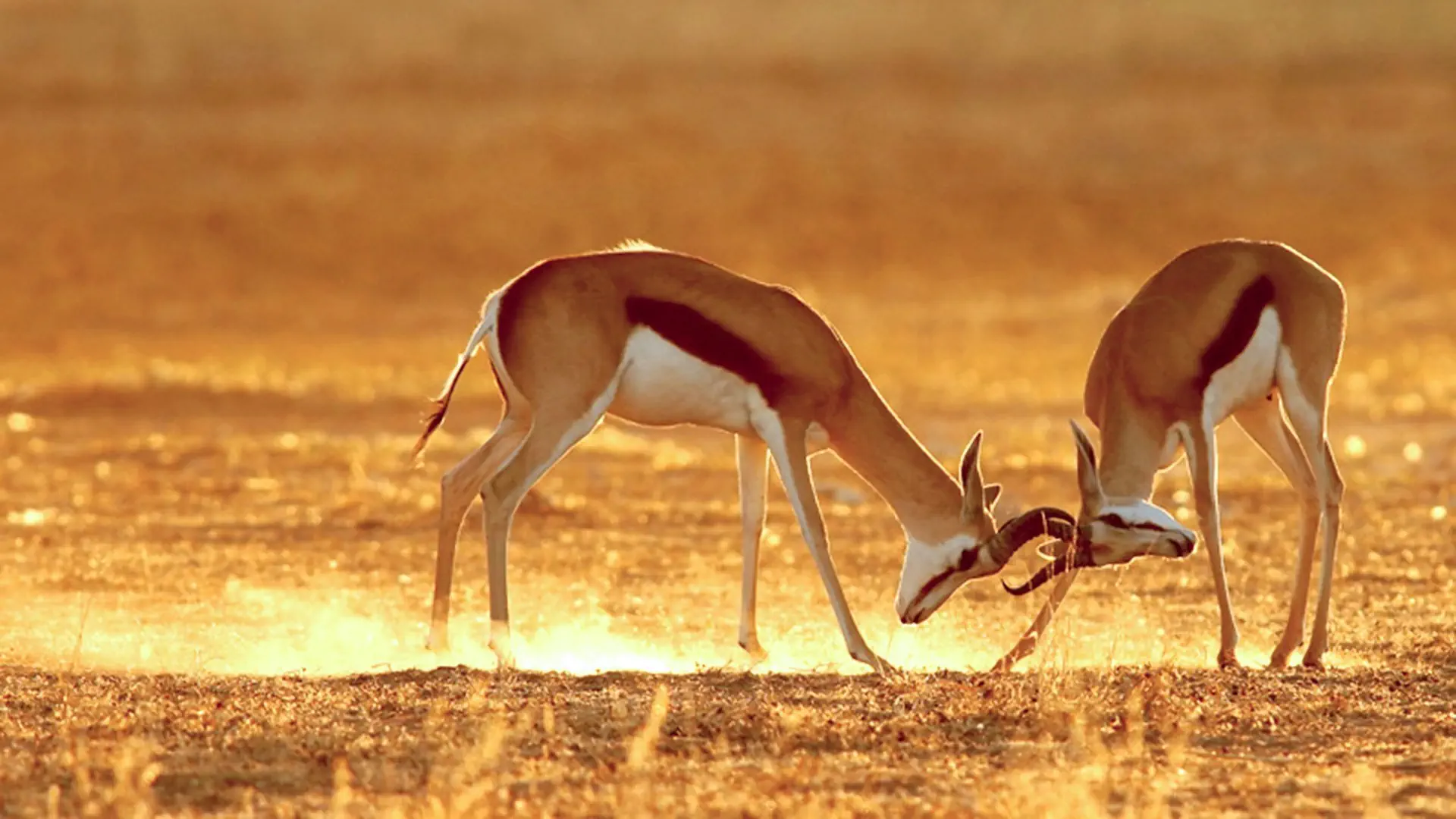 Namibia, Botswana i nad Zambezi - zdjęcie 21