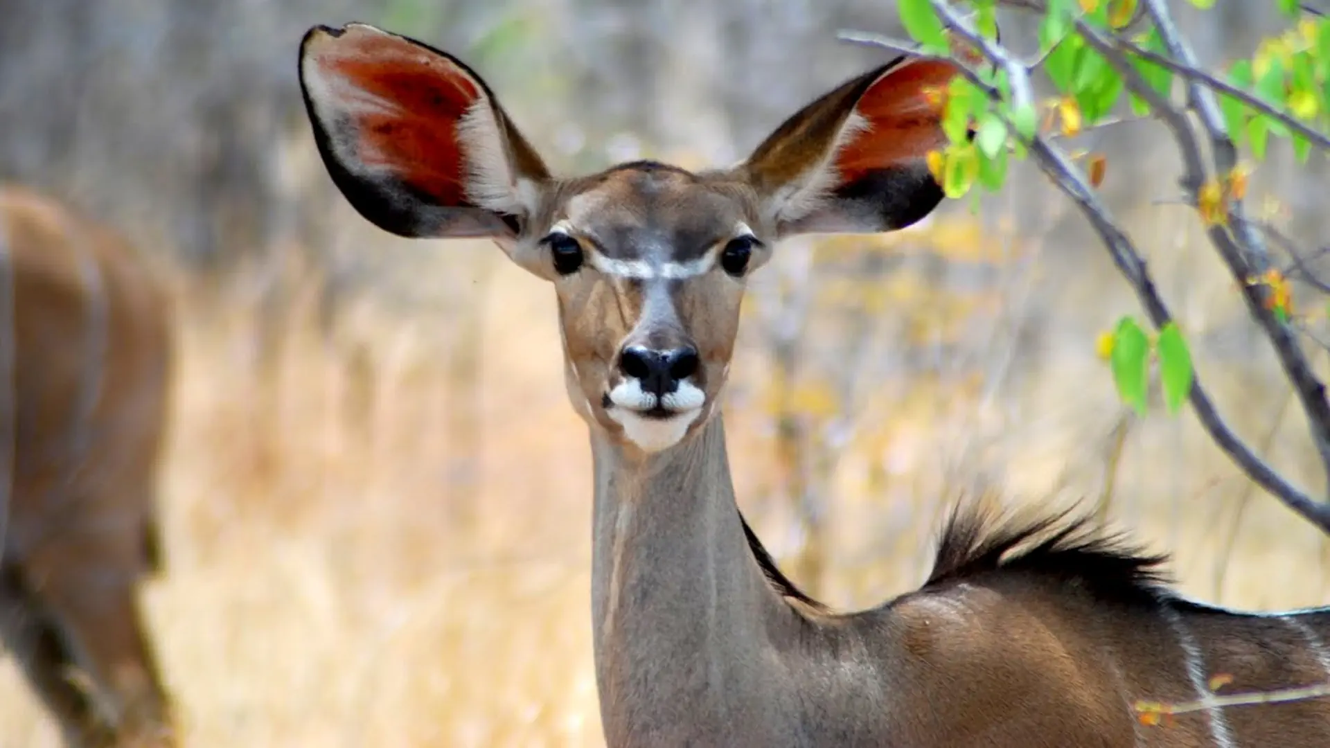 Namibia, Botswana i nad Zambezi, z noclegami w lodżach - zdjęcie 23