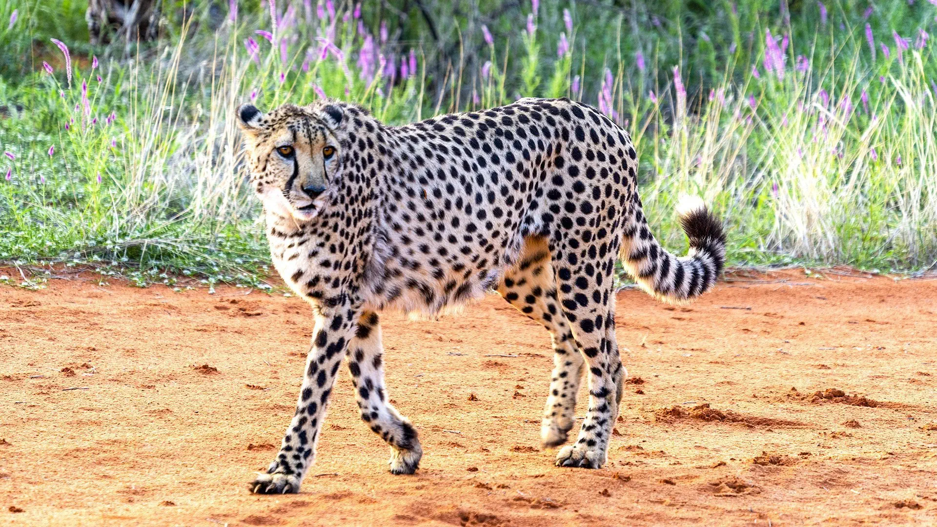 Namibia, Botswana i nad Zambezi, z noclegami w lodżach - zdjęcie 22