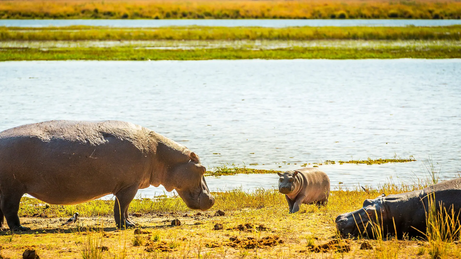 Namibia, Botswana i nad Zambezi, z noclegami w lodżach - zdjęcie 13