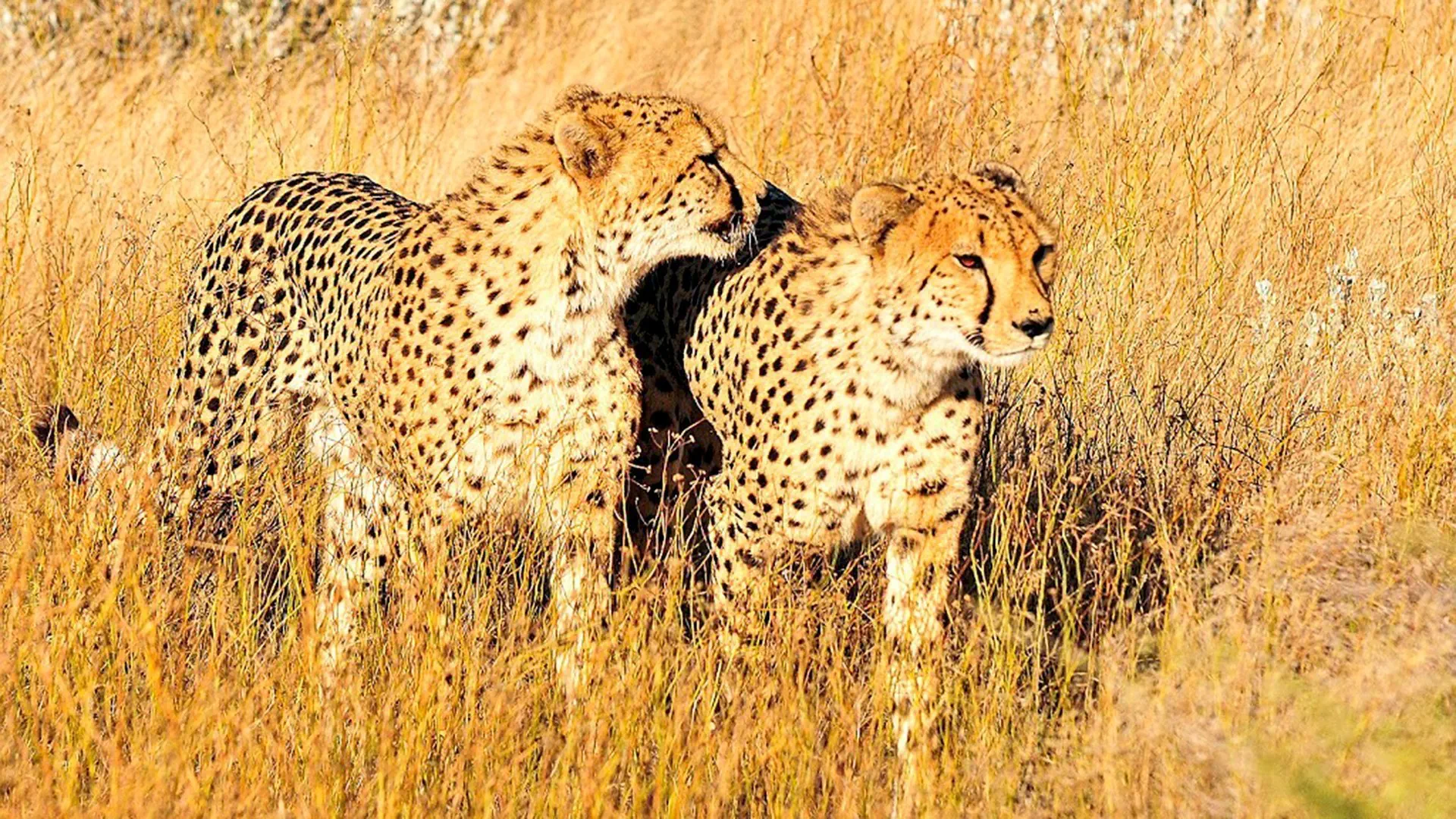 Namibia, Botswana i nad Zambezi, z noclegami w lodżach - zdjęcie 15