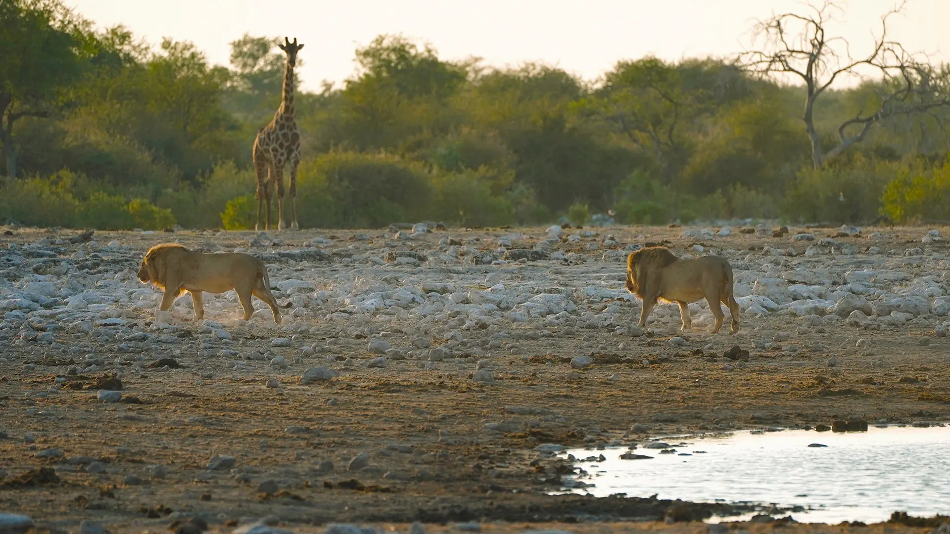 Namibia, Botswana i nad Zambezi, z noclegami w lodżach - zdjęcie 7
