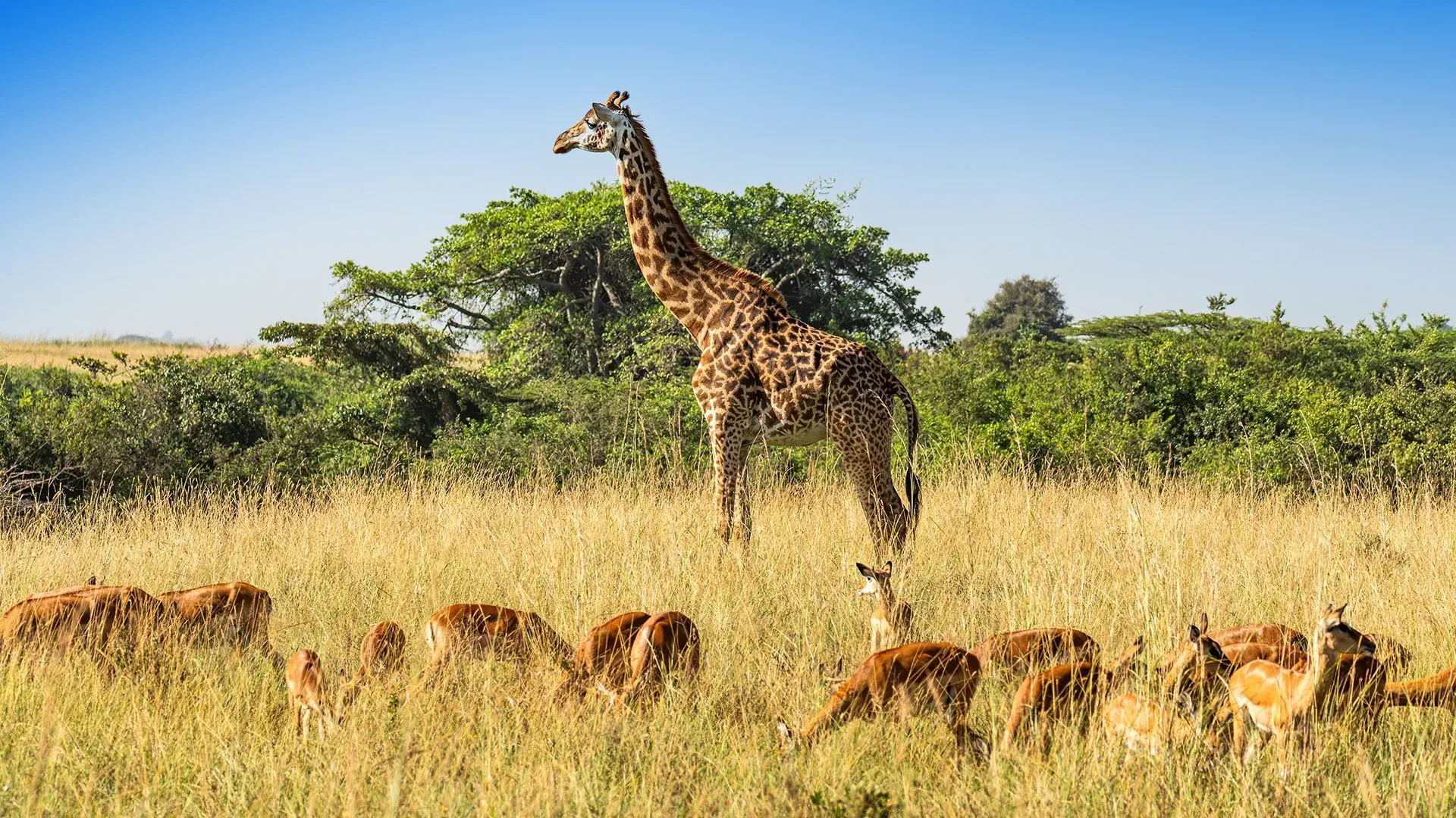 Ahoj Zanzibar! Rejs i Safari w Parku Narodowym Saadani - zdjęcie 10
