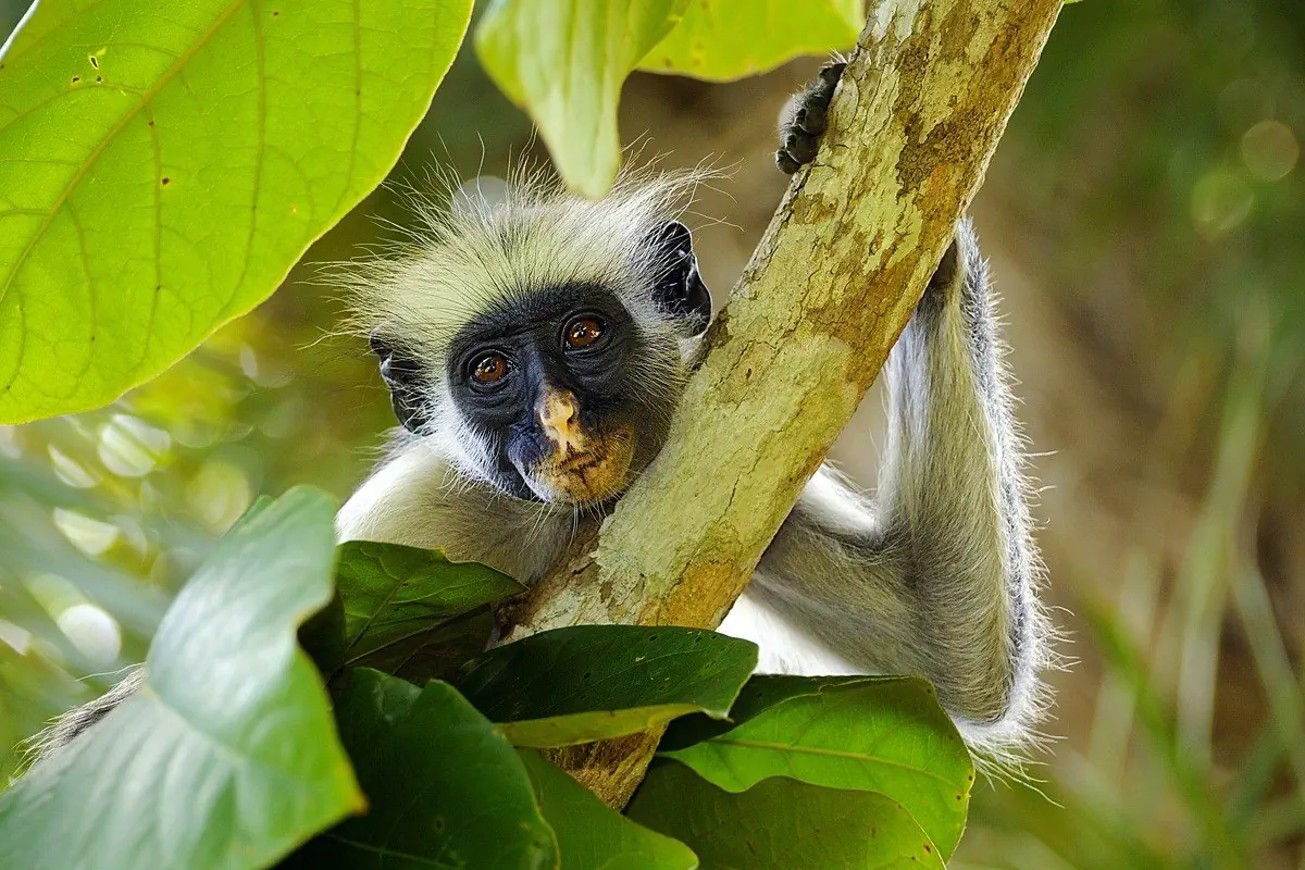 Ahoj Zanzibar! Rejs i Safari w Parku Narodowym Saadani - zdjęcie 15