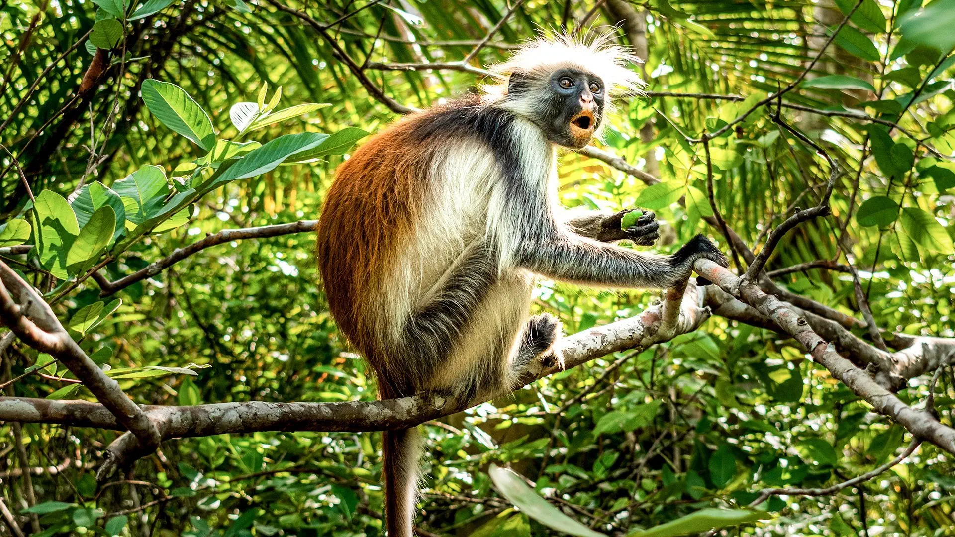 Ahoj Zanzibar! Rejs i Safari w Parku Narodowym Saadani - zdjęcie 11